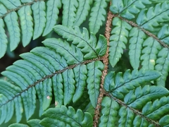Dryopteris bissetiana