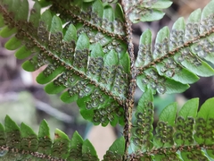 Dryopteris bissetiana