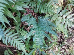 Arachniodes rhomboidea