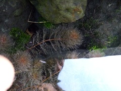 Myriophyllum triphyllum