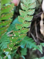 Arachniodes rhomboidea