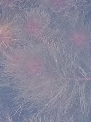 Myriophyllum triphyllum