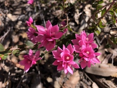 Boronia serrulata