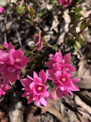 Boronia serrulata
