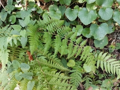 Dennstaedtia zeylanica