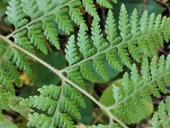 Dennstaedtia zeylanica