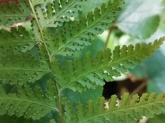 Dennstaedtia zeylanica