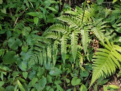 Dryopteris bissetiana