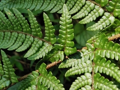 Dryopteris bissetiana