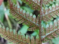 Dryopteris bissetiana