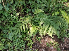 Dryopteris bissetiana