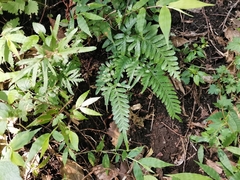 Pteris dispar