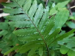 Pteris dispar