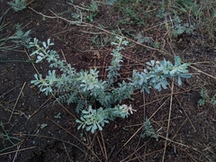 Halimodendron halodendron