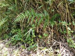 Dryopteris erythrosora