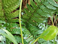 Dryopteris erythrosora