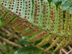 Dryopteris erythrosora