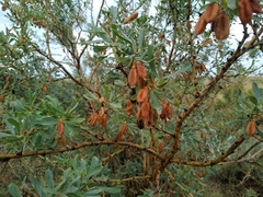 Halimodendron halodendron