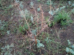 Halimodendron halodendron