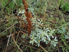 Halimodendron halodendron