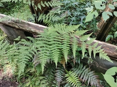 Macrothelypteris viridifrons