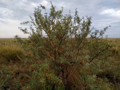 Halimodendron halodendron