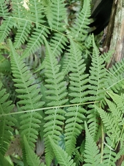 Macrothelypteris viridifrons