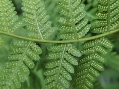 Macrothelypteris viridifrons