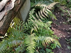 Metathelypteris laxa