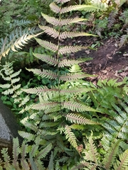 Metathelypteris laxa