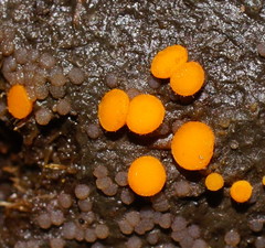 Cheilymenia raripila