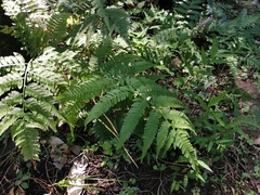Athyrium niponicum