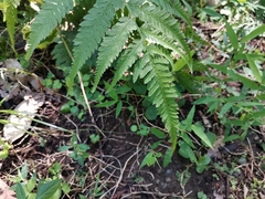 Athyrium niponicum
