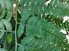 Athyrium niponicum