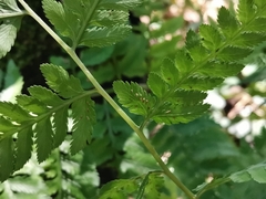 Athyrium niponicum