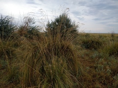 Stipa splendens