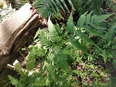 Athyrium niponicum