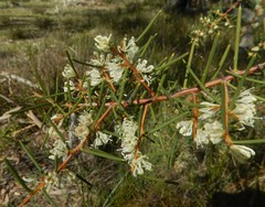 Hakea rugosa