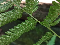 Athyrium niponicum