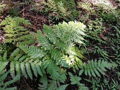 Dryopteris