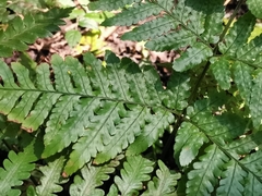 Dryopteris