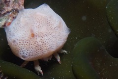 Pseudodromia rotunda