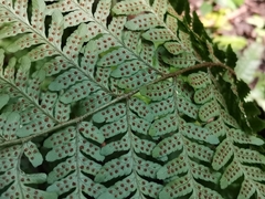 Dryopteris