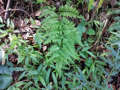 Athyrium niponicum