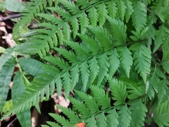 Athyrium niponicum