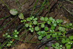 Callitriche muelleri