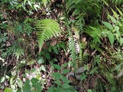 Phegopteris decursive-pinnata