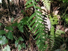 Phegopteris decursive-pinnata