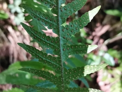 Phegopteris decursive-pinnata