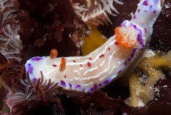 Hypselodoris capensis